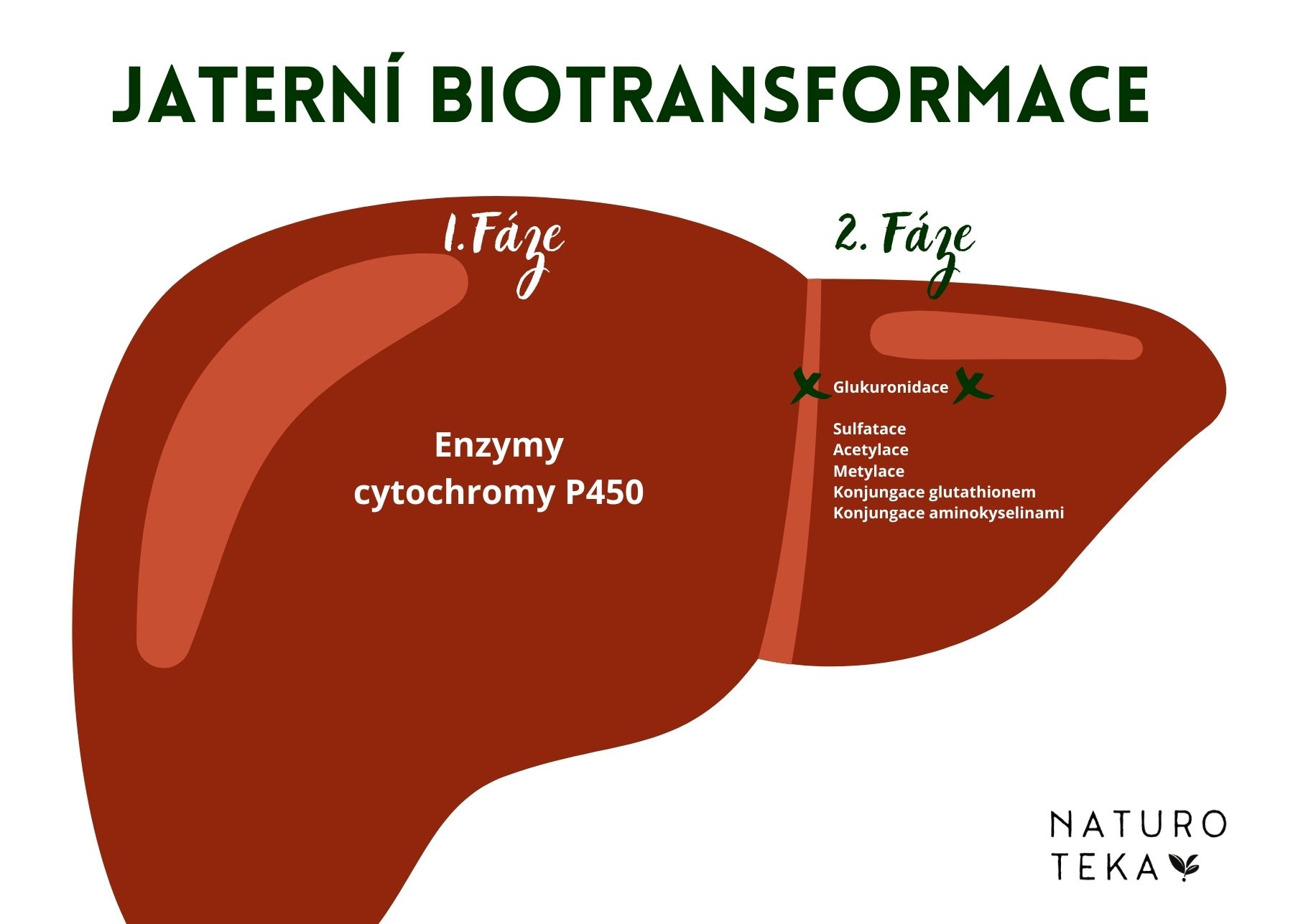 Jaterní biotransformace